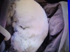 -Babycat私家御饼屋(龙头路一店)