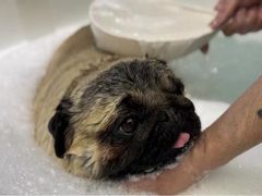 -FAELING PETS美天灵宠物(富力广场店)