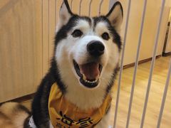 -Husky Go! 哈士奇体验馆·宠物咖啡厅狗咖