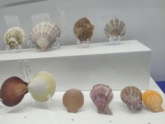 -贝壳王国博物馆
