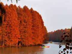 -上海海湾国家森林公园