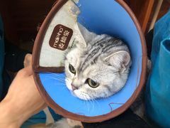 -美联众合动物医院·伴可分院·内科中心医院