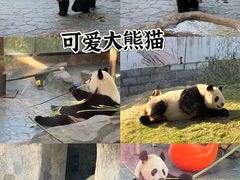 -上海野生动物园