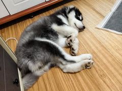 -爱佳宠物中心医院24H·CT·骨外科·猫专科(瑶海万达店)