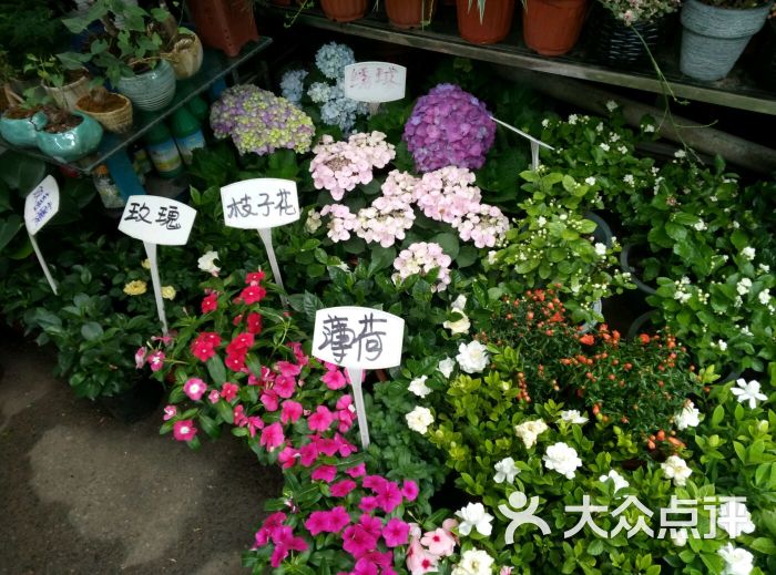 三林花鸟市场图片 - 第17张