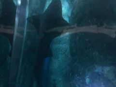 -暹罗海洋世界