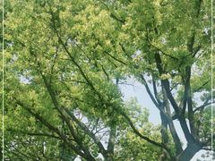 -雨花胜境