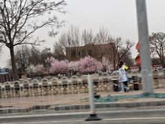-桃花堤公园