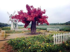 -北京索菲亚花海影视基地