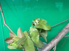 -上海大自然野生昆虫馆(东方明珠·爬宠昆虫探索中心)