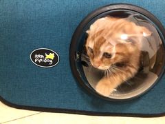 -瑞鹏宠物医院·骨科·猫科·内科(第一中心)