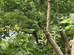 -都江堰中华大熊猫苑