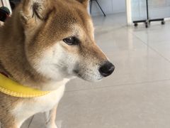 -瑞派福兴宠物医院犬猫全科·骨科·中西医结合(河东店)