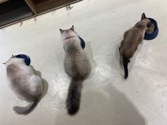 -藏猫猫咖啡主题馆(中央大道店)