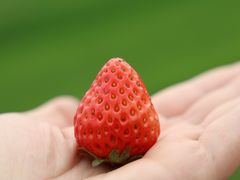 -胜丰草莓采摘园