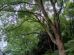 -杭州半山国家森林公园