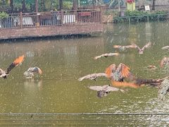 -西双版纳原始森林公园