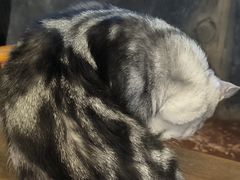 -猫猫幼稚园·撸猫·桌游·电玩