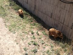 -新疆天山野生动物园