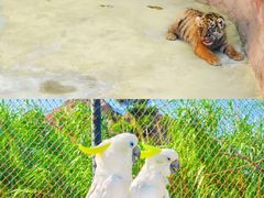 -西霞口神雕山野生动物世界