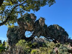 -奥兰多迪士尼动物王国乐园