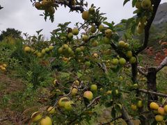 -叠溪松坪沟景区