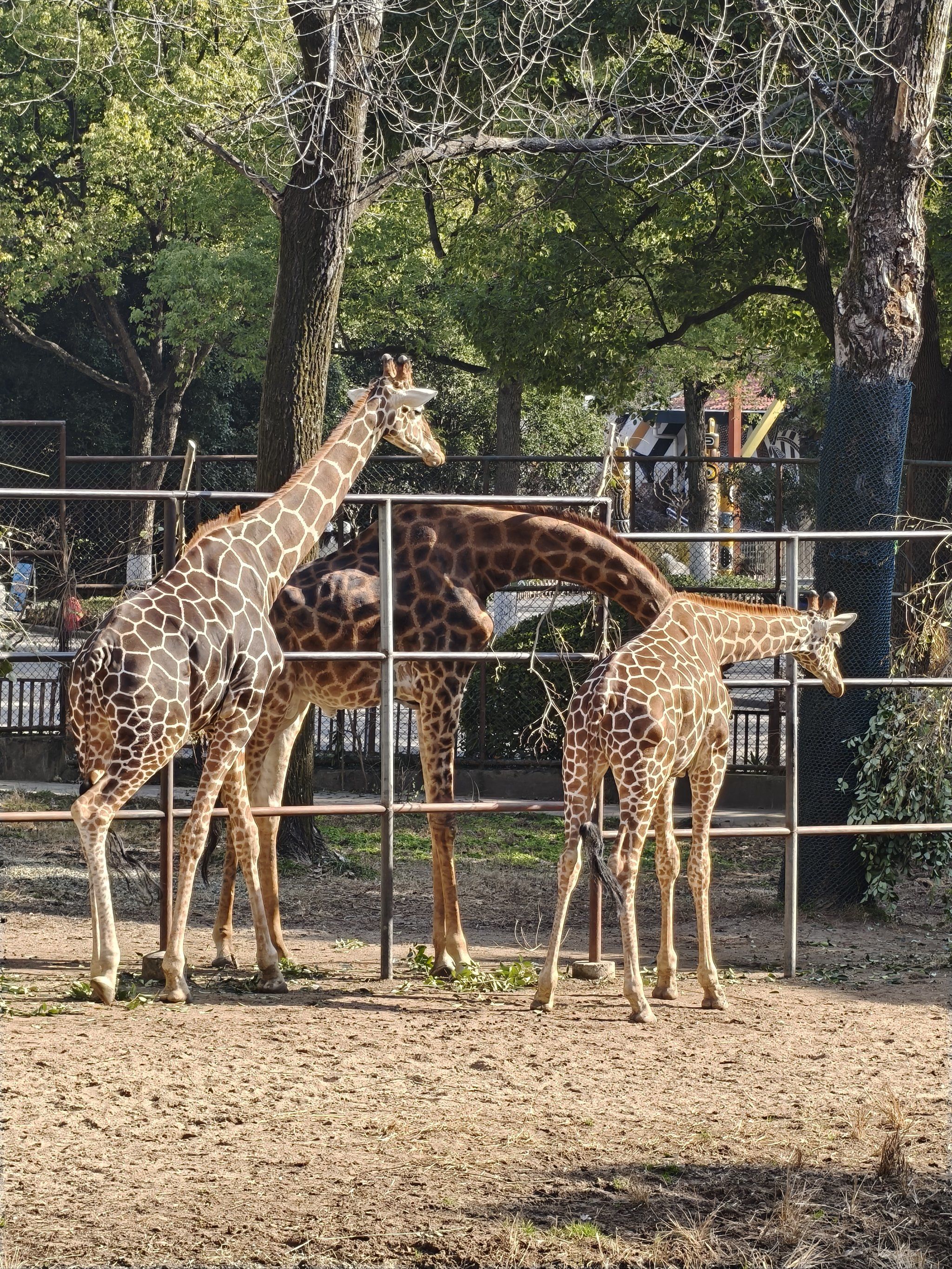 来看看红山动物园的长颈鹿🦒