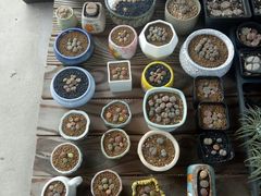 -龙大花卉苗木市场