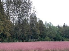 -渡海小渔村.老辈日照菜