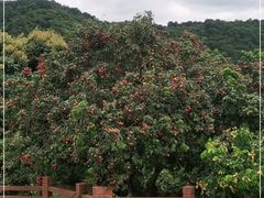 -从化深英荔枝黄皮龙眼采摘园