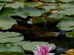 -白鹭湾湿地公园