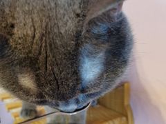 -我爱猫咪·猫咖·狗咖·安哥拉兔·羊驼咖(小寨华旗店)