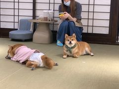 -逗柴咖啡屋·狗咖猫咖宠物桌游
