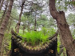 -四明山国家森林公园