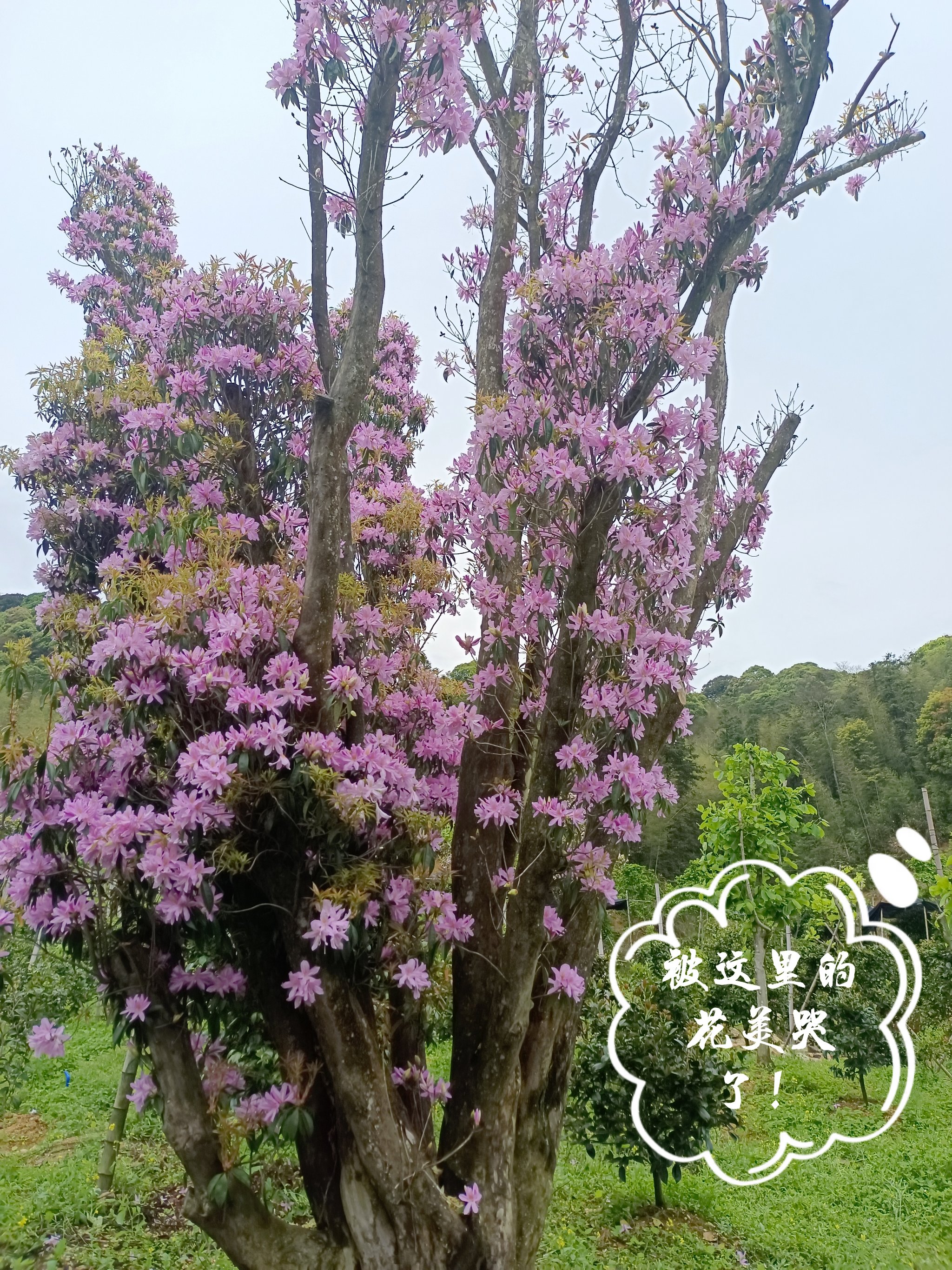 东阳阿婆四句宝花图片图片