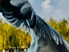 -翠湖宾馆·中餐厅