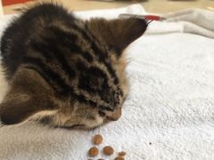 -惠康宠物医院(华能路店)