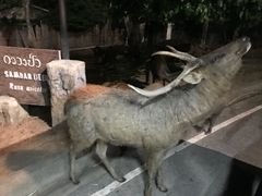 -清迈夜间动物园