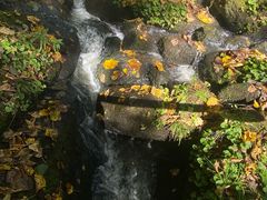 -五营红松林海景区