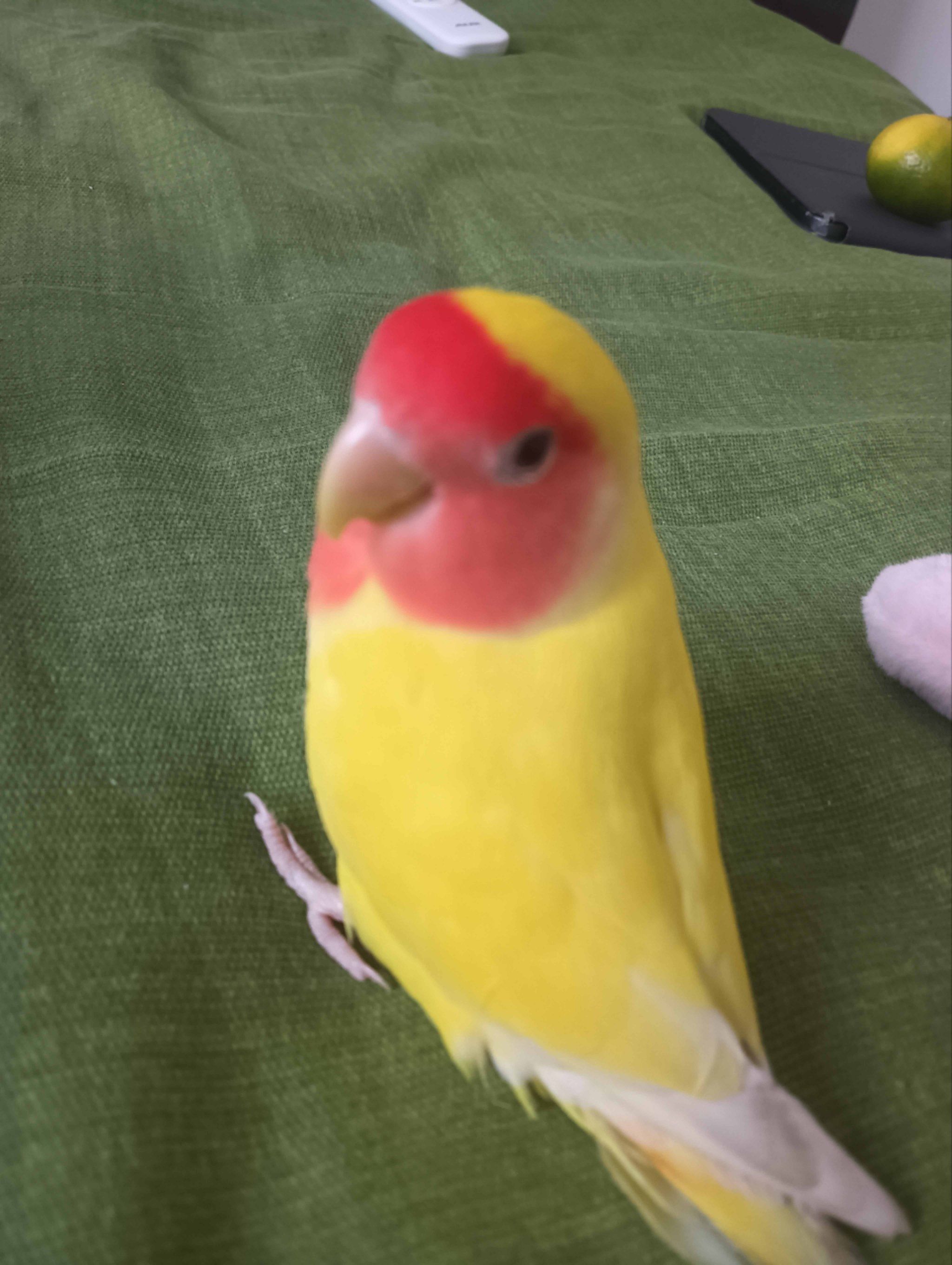 3000买一只黄桃鹦鹉