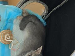 -宠颐生猫科·内科皮肤科(西平世纪城店)