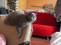 -关爱宠物医院·猫科中心·消化科(滨湖万达分院)