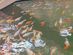 -南宫五洲植物乐园