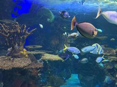 -瑞普利水族馆