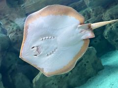 -珠海长隆海洋王国