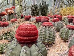 -深圳仙湖植物园