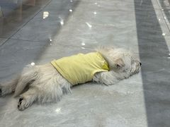 -柴犬小屋·柴餐厅·狗咖食堂(金鼎广场店)