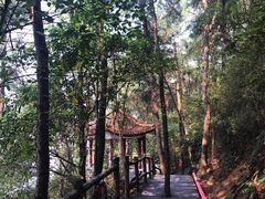 -铁山坪森林公园