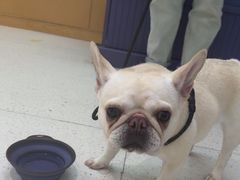 -帕帕拉兹宠物(亚洲旗舰店)