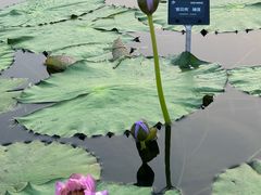 -上海植物园-4号门售票处